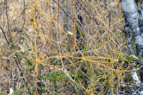 Cassytha filiformis, photograph 1