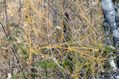 (c) Andrew Allen, some rights reserved (CC BY) Cassytha filiformis, photograph (c) Andrew Allen, some rights reserved (CC BY)