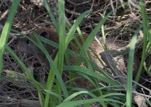 Southern Brown Bandicoot