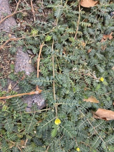 puncture vine