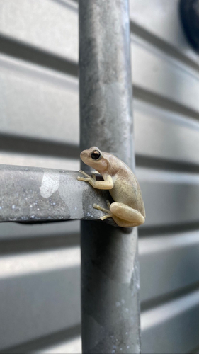 Ruddy Tree Frog