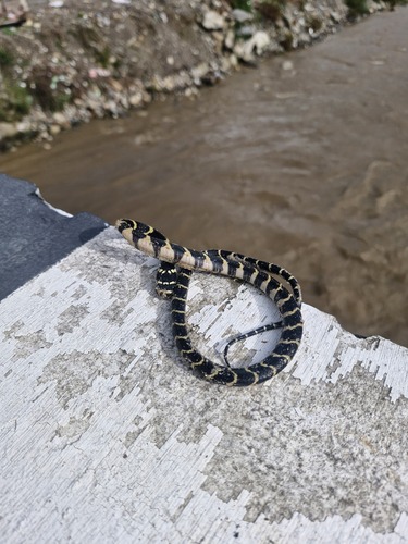 Northern King Cobra