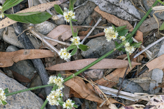 Alternanthera ficoidea