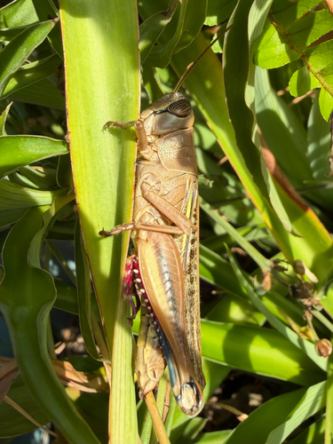Lamenting Grasshopper