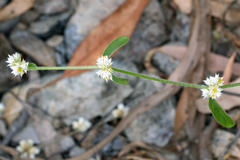 Alternanthera ficoidea, photograph (c) Andrew Allen, some rights reserved (CC BY)