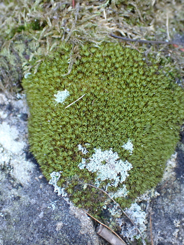 Syrrhopodon observed 2026-09-05