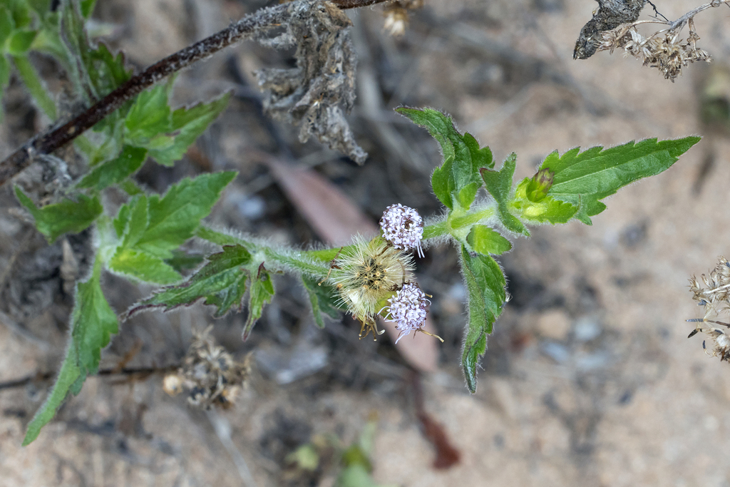 Praxelis clematidea; photograph (c) Andrew Allen, some rights reserved (CC BY)