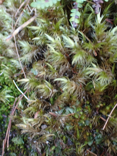 Dicranoloma billarderii observed 2026-09-05