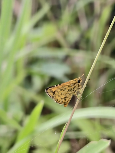 Common Bush Hopper