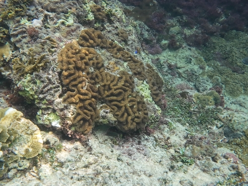 Lobophyllia hemprichii observed 2026-09-13