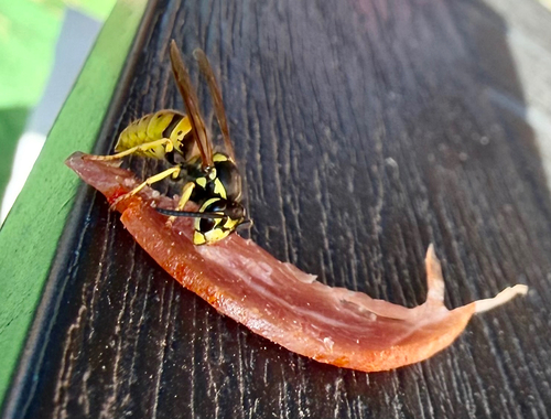 German Yellowjacket