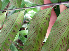 Asplenium oblongifolium, photograph author not stated, no rights reserved