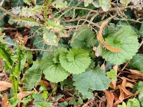 garlic mustard