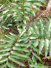 Asplenium oblongifolium, photograph author not stated, no rights reserved