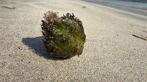 Enhalus acoroides observed 2026-09-18