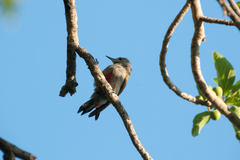 Chloropicus goertae