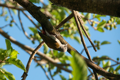 Chloropicus goertae