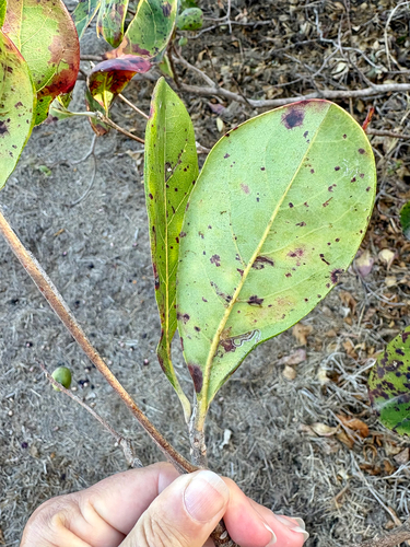 Terminalia muelleri observed 2026-09-18