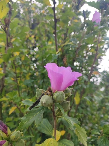 common hibiscus