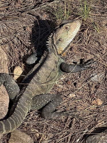 Gippsland Water Dragon