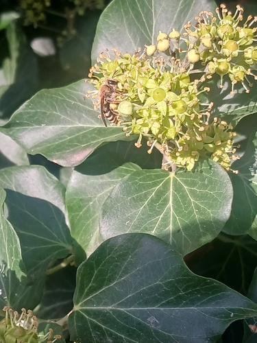 Ivy Cellophane Bee