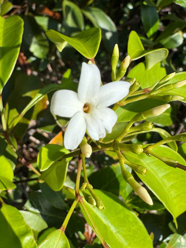 Jasminum lanceolaria observed 2026-09-18