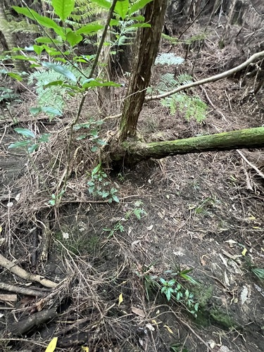 Elaeagnus reflexa