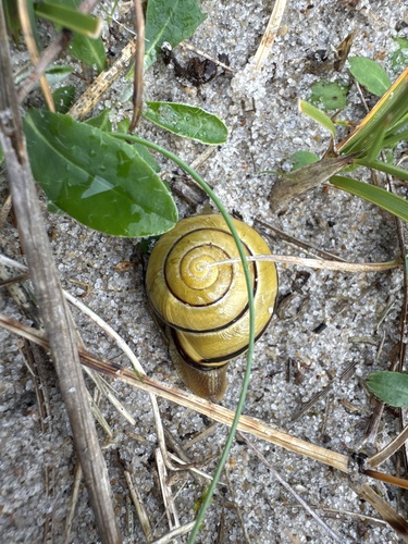 Brown-lipped Snail