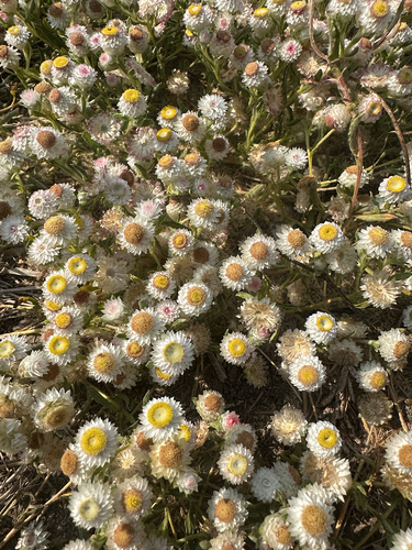 Wild Everlasting