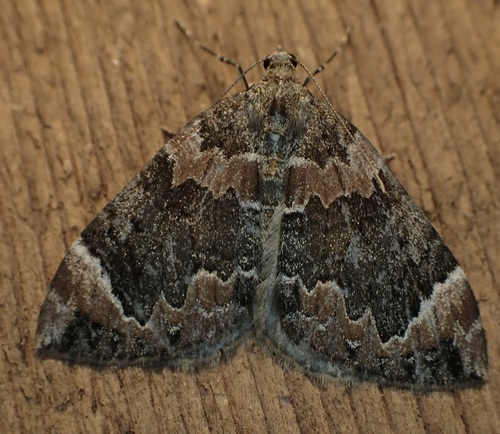 Dark Marbled Carpet