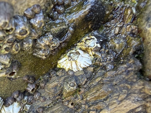 iNaturalist observation photo of Balanidae