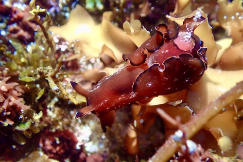 Aplysia japonica, 2026-03-21