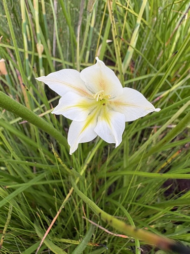 Gladiolus tristis