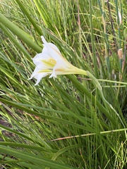 Gladiolus tristis, photograph (c) Charleen Brunke, some rights reserved (CC BY)