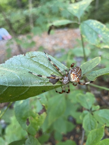 Araneus ishisawai