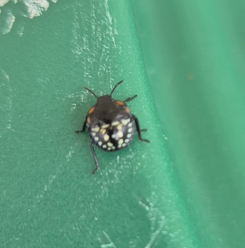 Southern Green Stink Bug