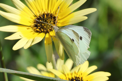 Small White