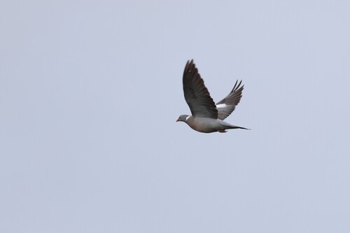 Common Wood-Pigeon