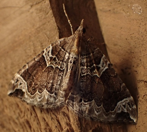 Northwestern Phoenix Moth