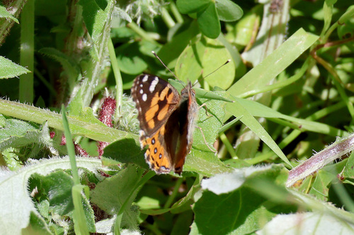 Australian Painted Lady