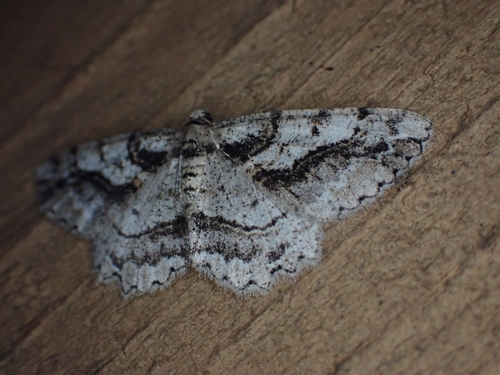 Brown-lined Looper