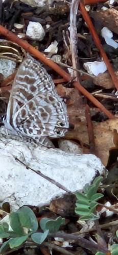 Lang's Short-tailed Blue