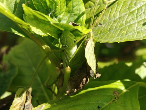 Rhagastis binoculata