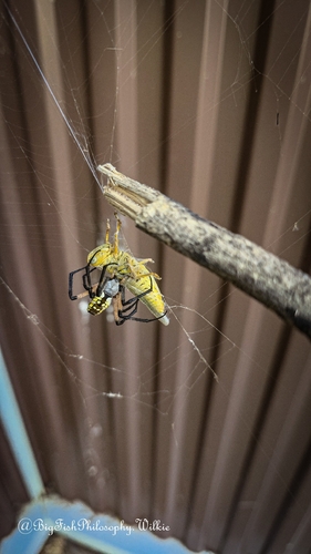 Yellow Garden Spider