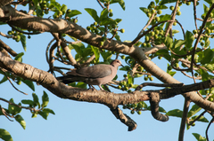 Streptopelia semitorquata