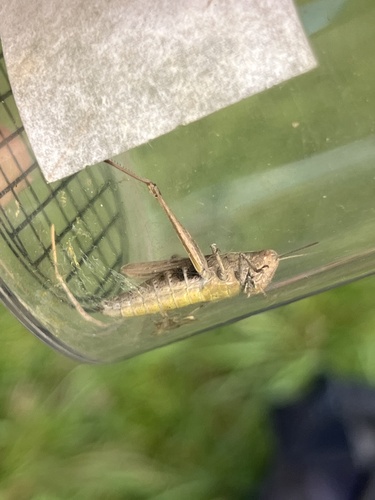 Steppe Grasshopper