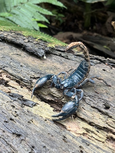 Laotian Giant Scorpion