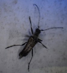 Anthophylax attenuatus