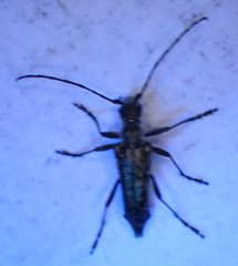 Anthophylax attenuatus