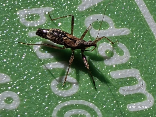 Tree Damsel Bug